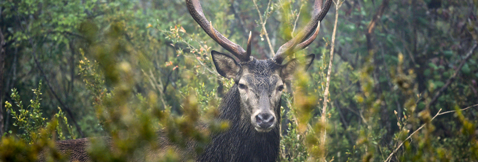 Cerf2